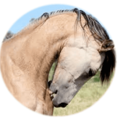 Allergy test to Insects - Equigerminal