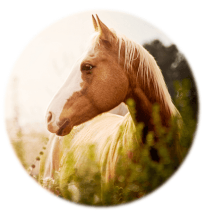 Allergy test to Pollens/ Seasonal - Equigerminal