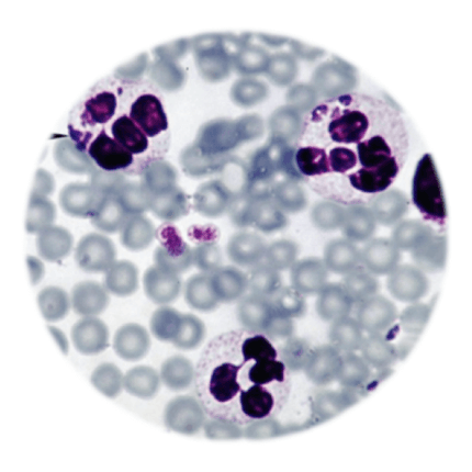 Anaplasma phagocytophilum, IFAT - Equigerminal