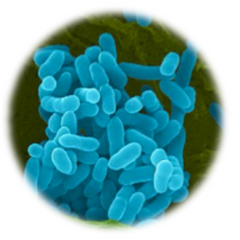 Glanders - Burkholderia mallei, qPCR - Equigerminal