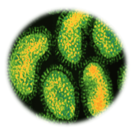 Borna virus, RT-qPCR - Equigerminal