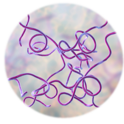 Borrelia burgdorferi, Immunoblot