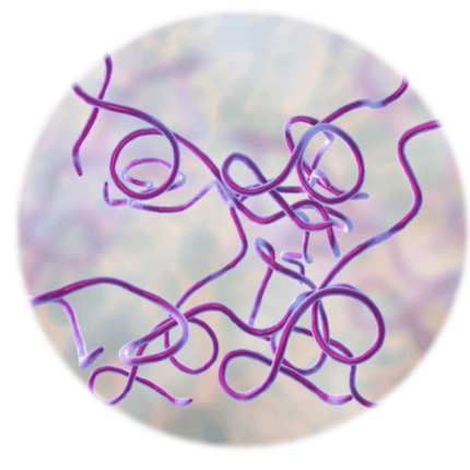 Borrelia burgdorferi, IFAT - Equigerminal