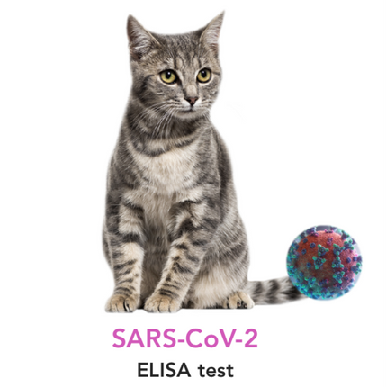 SARS-CoV-2 antibody testing for Cats - Equigerminal