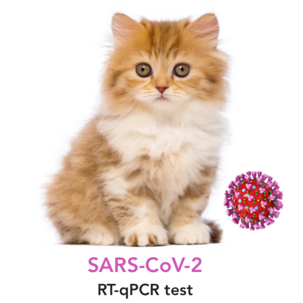 SARS-CoV-2 molecular testing for Cats - Equigerminal