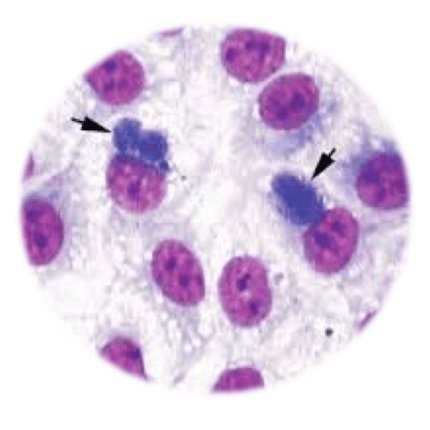 Chlamydiosis, qPCR - Equigerminal
