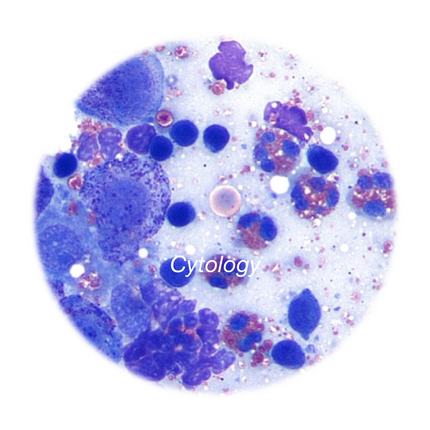 Cytology - Equigerminal