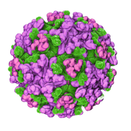 Eastern Equine Encephalitis, RT-qPCR - Equigerminal