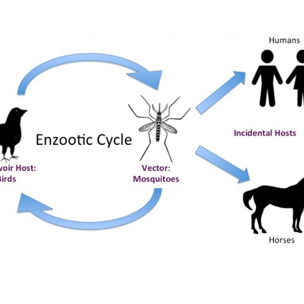 Eastern Equine Encephalitis, RT-qPCR - Equigerminal