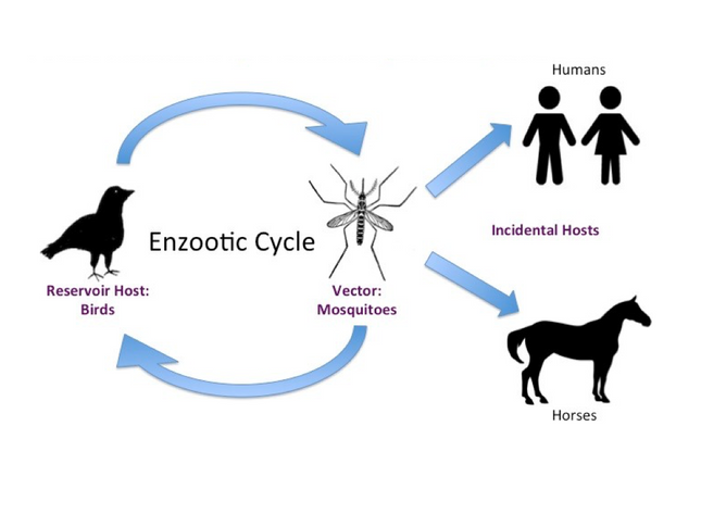 Eastern Equine Encephalitis, RT-qPCR - Equigerminal
