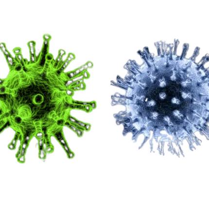 Equine Herpesvirus Type 1 & Equine Herpesvirus Type 4, qPCR - Equigerminal