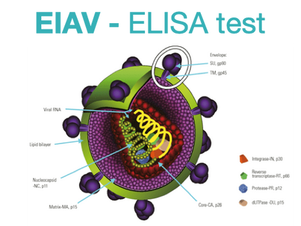 Equine Infectious Anemia, ELISA - Equigerminal