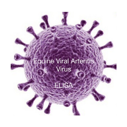 Equine Viral Arteritis, ELISA - Equigerminal