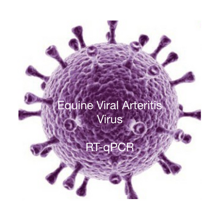 Equine Viral Arteritis, RT-qPCR - Equigerminal