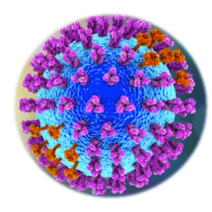 Equine Influenza A, ELISA - Equigerminal