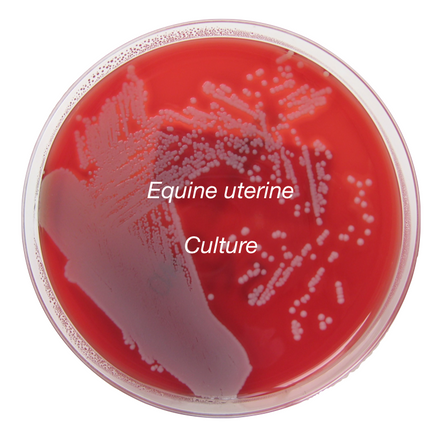 Equine uterine culture - Equigerminal