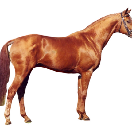 Extension - Chestnut or Sorrel - Equigerminal