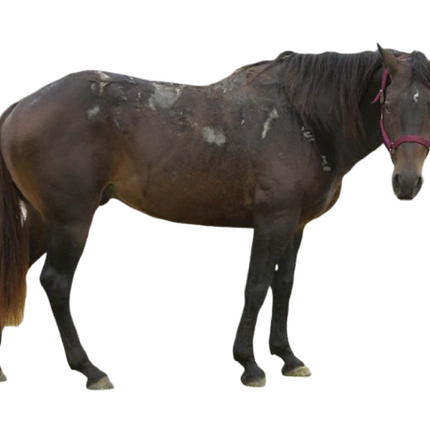 Hereditary Equine Regional Dermal Asthenia - HERDA - Equigerminal