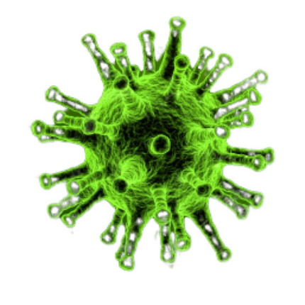Equine Herpesvirus Type 1, qPCR - Equigerminal