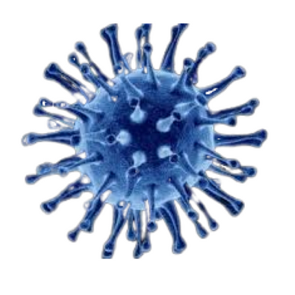 Equine Herpesvirus Type 2, qPCR - Equigerminal