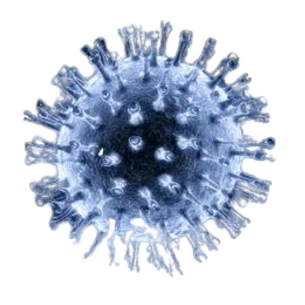 Equine Herpesvirus Type 4, qPCR - Equigerminal