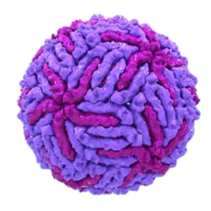 Japanese Encephalitis Virus, RT-qPCR - Equigerminal