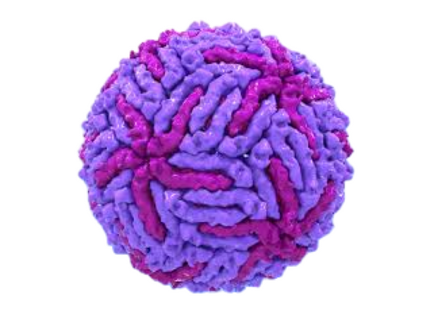Japanese Encephalitis Virus, RT-qPCR - Equigerminal