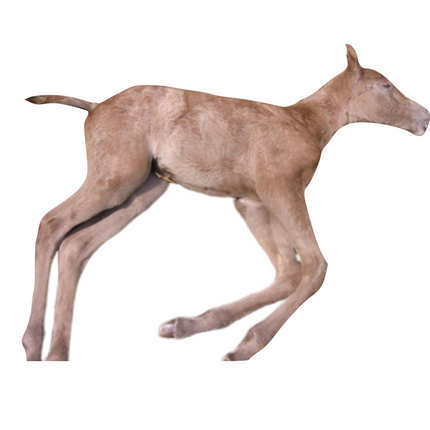 Lavander Foal Syndrome - LFS - Equigerminal