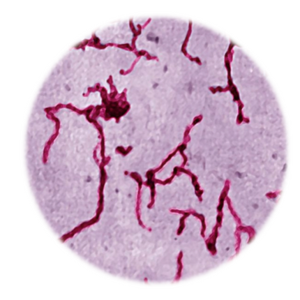 Leptospira, MAT - Equigerminal