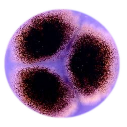 Mycological examination - Equigerminal