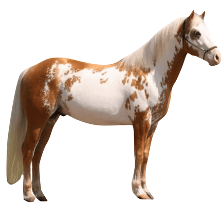 Overo - coat pattern - Equigerminal