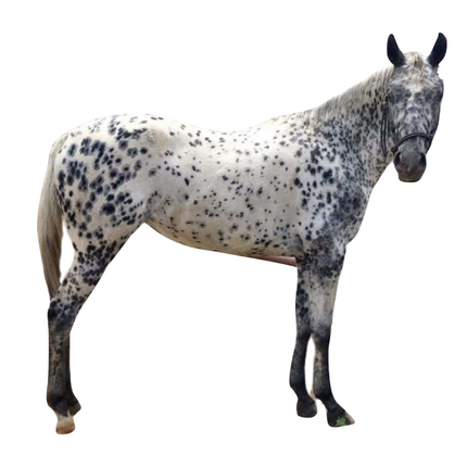 PATN1 - coat pattern spotting - Equigerminal
