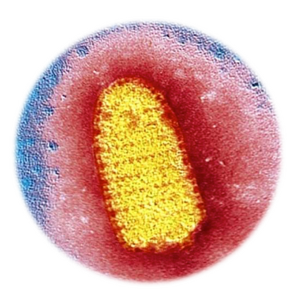 Rabies Virus, qPCR - Equigerminal