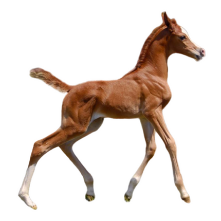 Severe Combined Immunodeficiency - SCID - Equigerminal