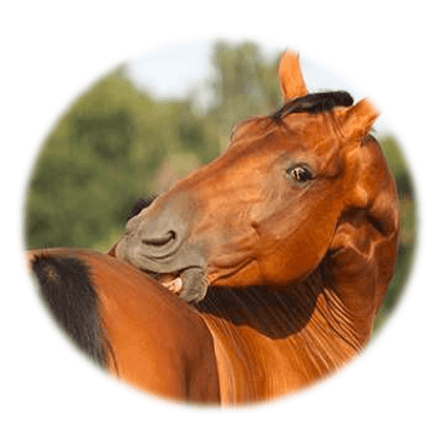 Allergy test to Mites & Moulds - Equigerminal