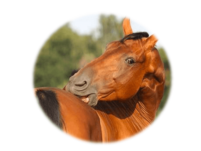 Allergy test to Mites & Moulds - Equigerminal