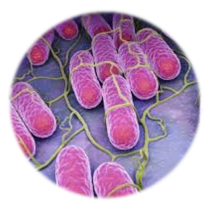 Salmonellosis, qPCR - Equigerminal