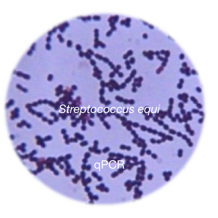 Stranglers - Streptococcus equi, qPCR - Equigerminal