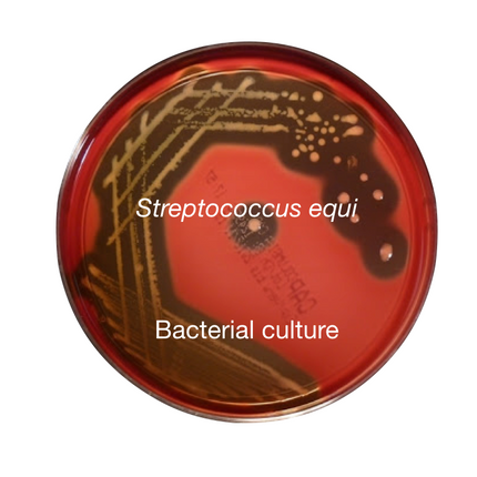 Stranglers - Streptococcus equi, bacterial culture - Equigerminal