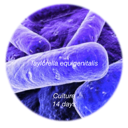 Contagious Equine Metritis Organism (CEMO), 14d Culture - Equigerminal