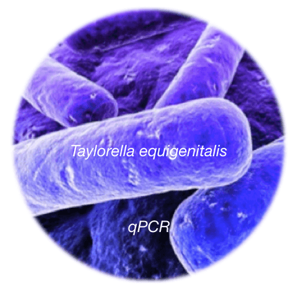 Contagious Equine Metritis Organism (CEMO), qPCR - Equigerminal