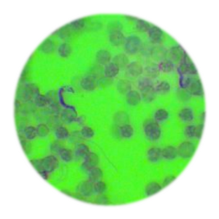 Surra - Trypanosoma evansis, qPCR - Equigerminal