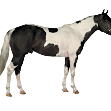 Tobiano - coat pattern - Equigerminal