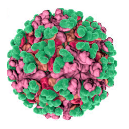 Venezuelan Equine Encephalitis, RT-qPCR - Equigerminal
