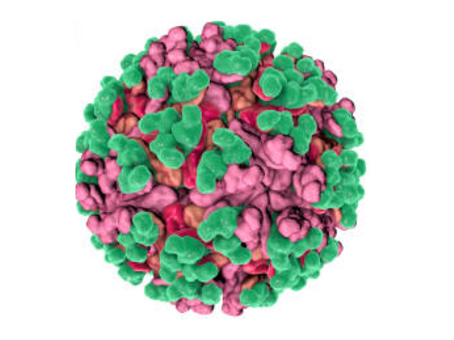 Venezuelan Equine Encephalitis, RT-qPCR - Equigerminal