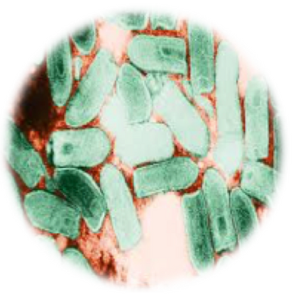 Vesicular Stomatitis, RT-qPCR - Equigerminal