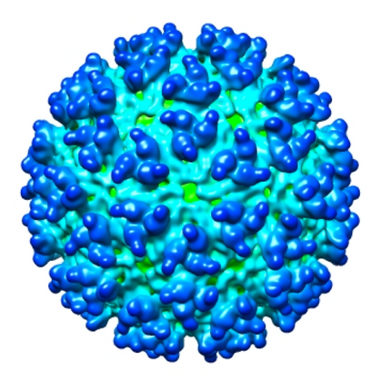 Western Equine Encephalitis, RT-qPCR - Equigerminal