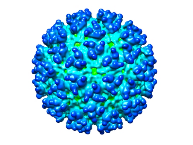 Western Equine Encephalitis, RT-qPCR - Equigerminal