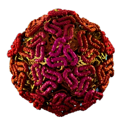 West Nile Virus, ELISA - Equigerminal